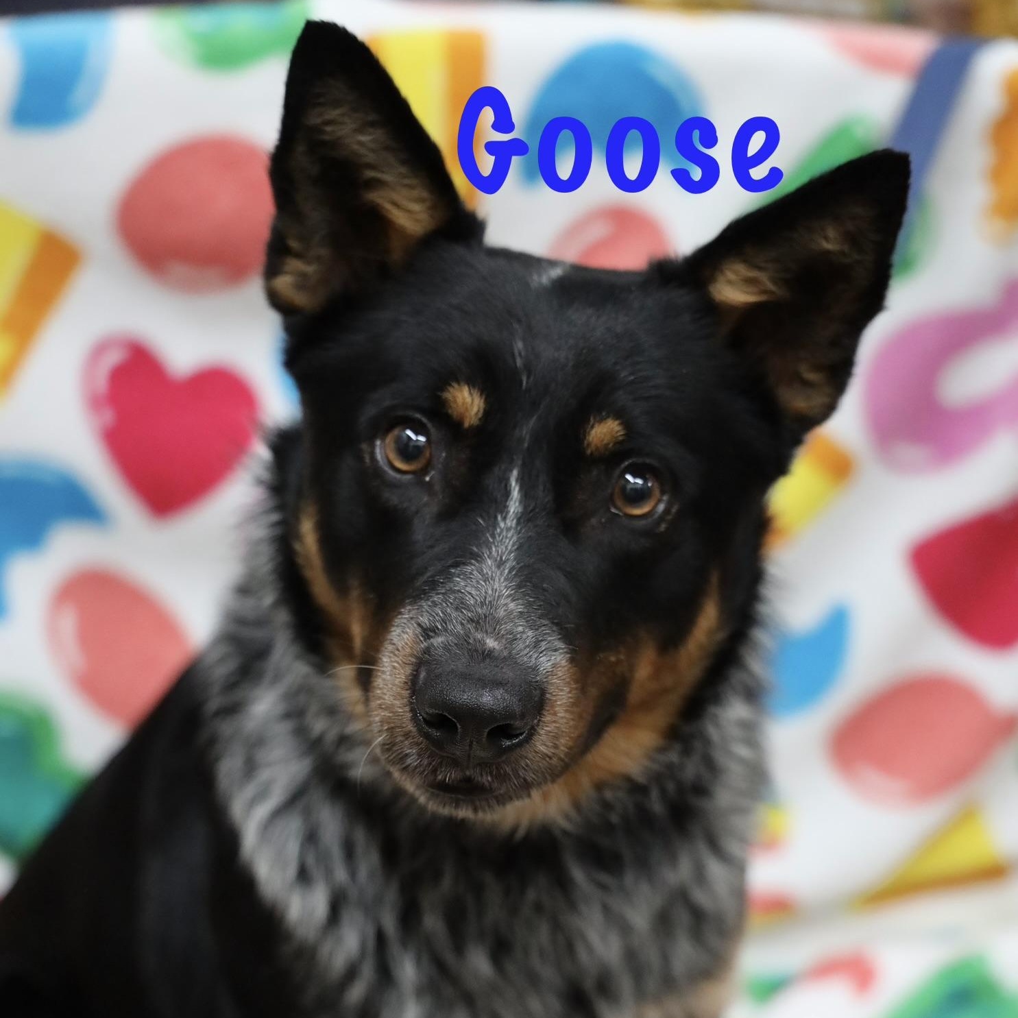 Enlarge Goose, a ADOPTABLE Cattle Dog in Albany, NY image 1/2