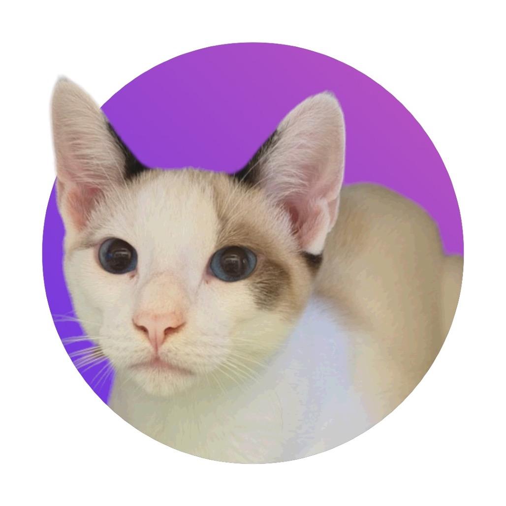 Enlarge Miso, a Adoptable Domestic Short Hair in Pacific Grove, CA image 1/5