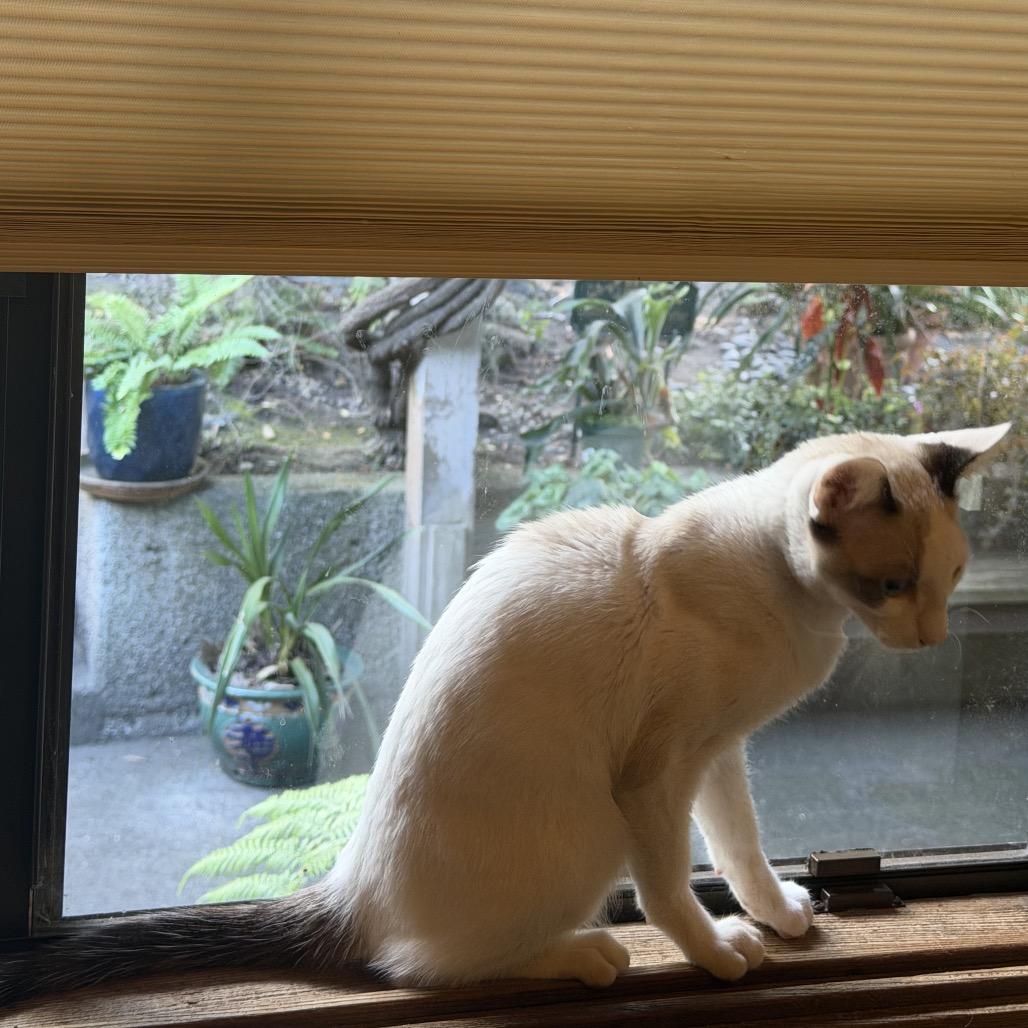 Enlarge Miso, a Adoptable Domestic Short Hair in Pacific Grove, CA image 3/5