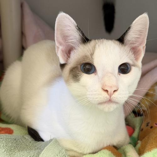 Enlarge Miso, a Adoptable Domestic Short Hair in Pacific Grove, CA image 4/5