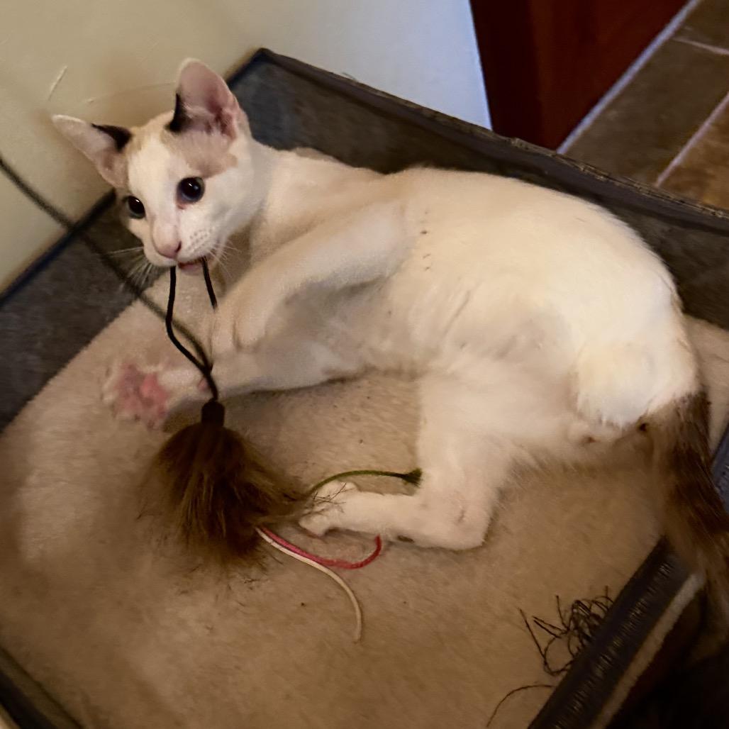 Enlarge Miso, a Adoptable Domestic Short Hair in Pacific Grove, CA image 5/5