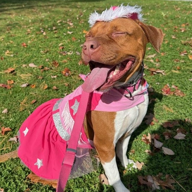 Mama Eve, a Adoptable mixed breed in Pembroke, MA image 5/6