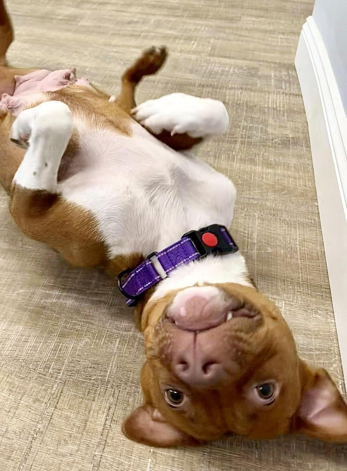 Mama Eve, a Adoptable mixed breed in Pembroke, MA image 2/6