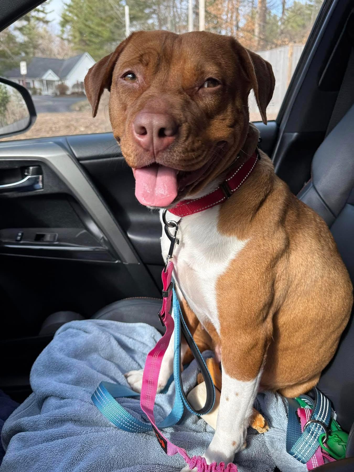 Mama Eve, a Adoptable mixed breed in Pembroke, MA image 6/6