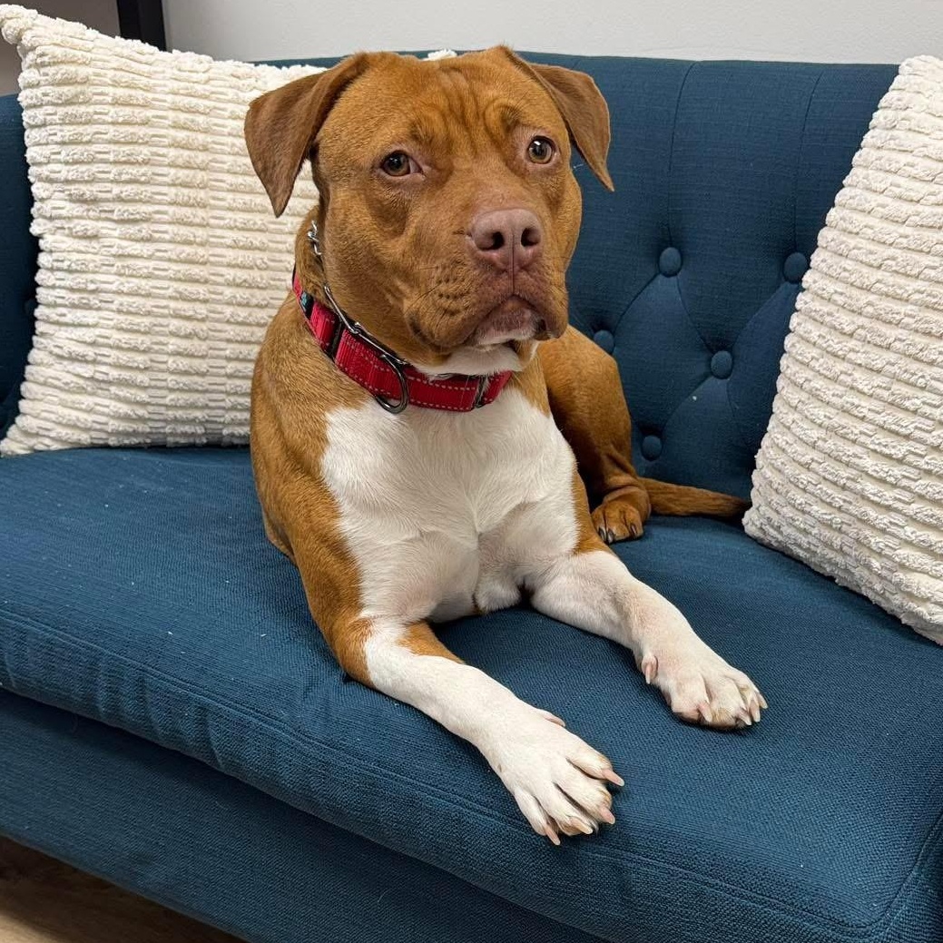 Mama Eve, a Adoptable mixed breed in Pembroke, MA image 1/6