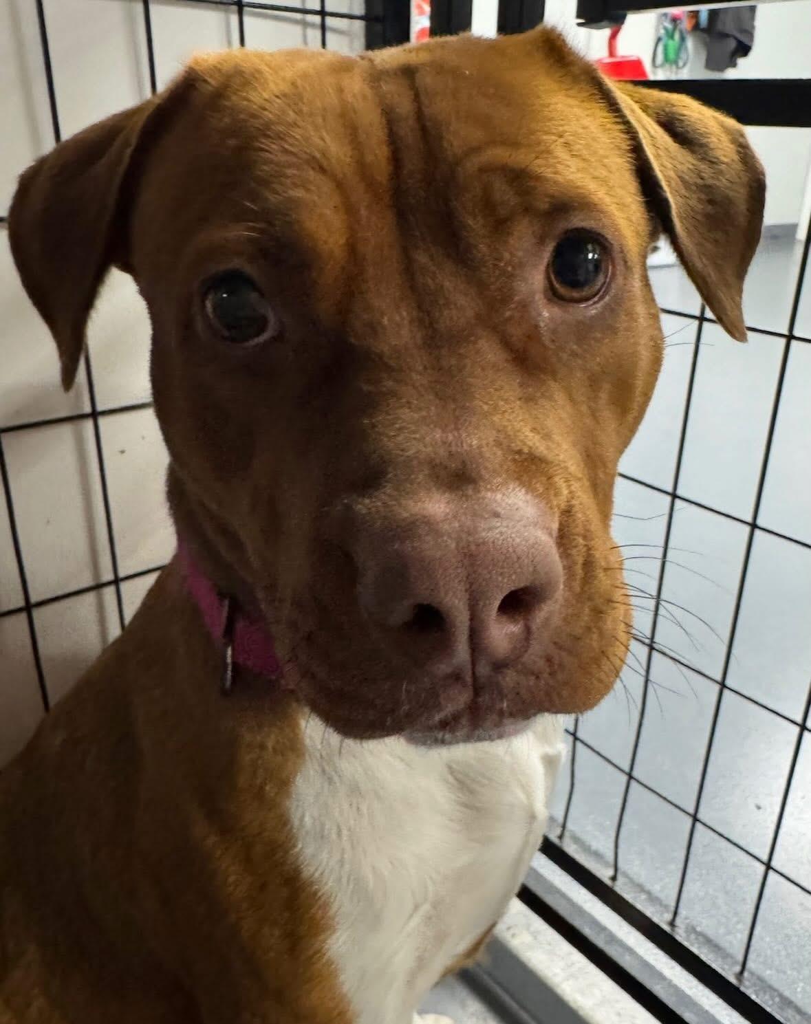 Mama Eve, a Adoptable mixed breed in Pembroke, MA image 3/6