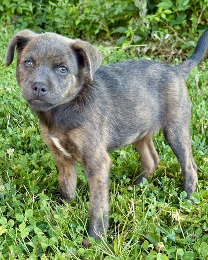 Kandy, Adoptable, Puppy Female Australian Shepherd & Mixed Breed.
