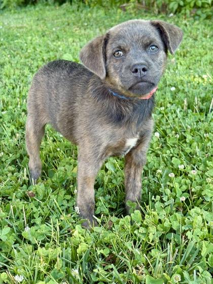 Kandy, a Adoptable mixed breed in Malvern, PA image 2/3