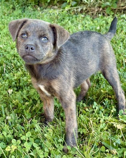 Kandy, a Adoptable mixed breed in Malvern, PA image 3/3