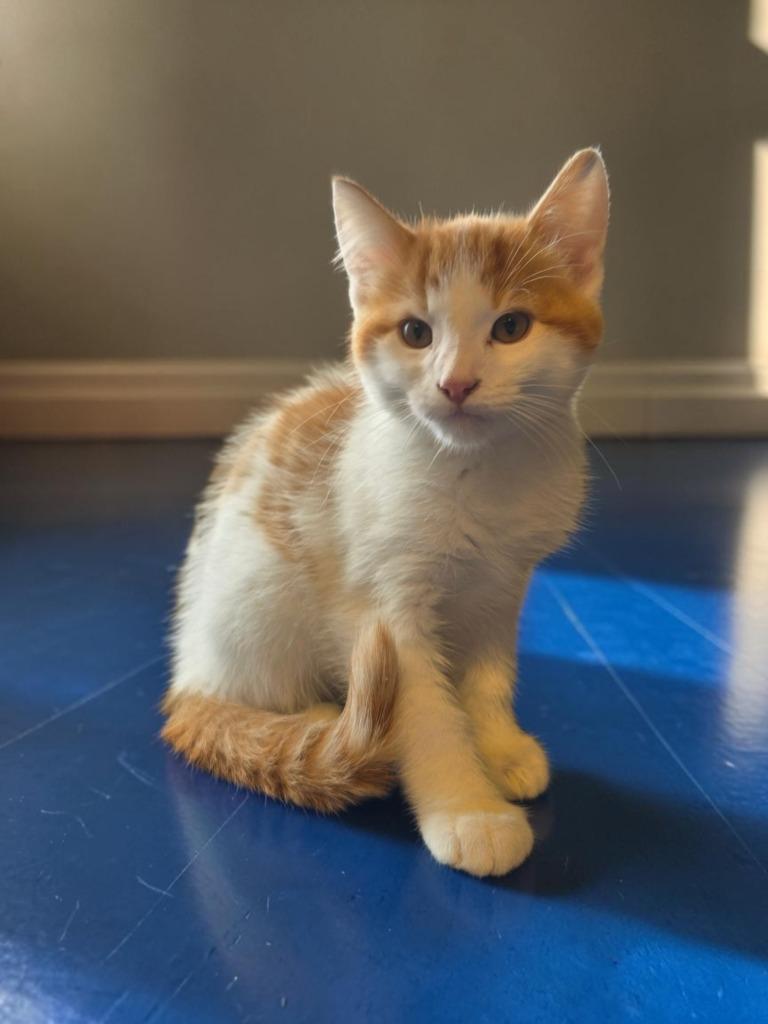 Chuckie, Adoptable, Kitten Male Domestic Short Hair.
