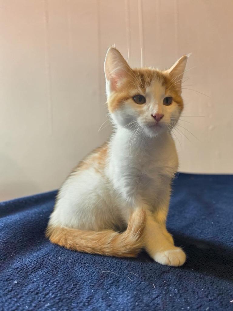 Enlarge Chuckie, a Adoptable mixed breed in Barron, WI image 2/2