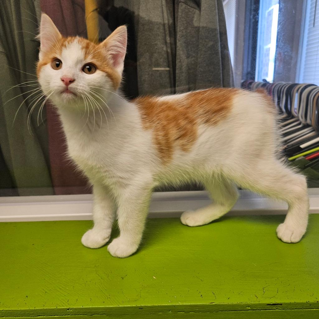 Enlarge Chuckie, a Adoptable mixed breed in Barron, WI image 3/6