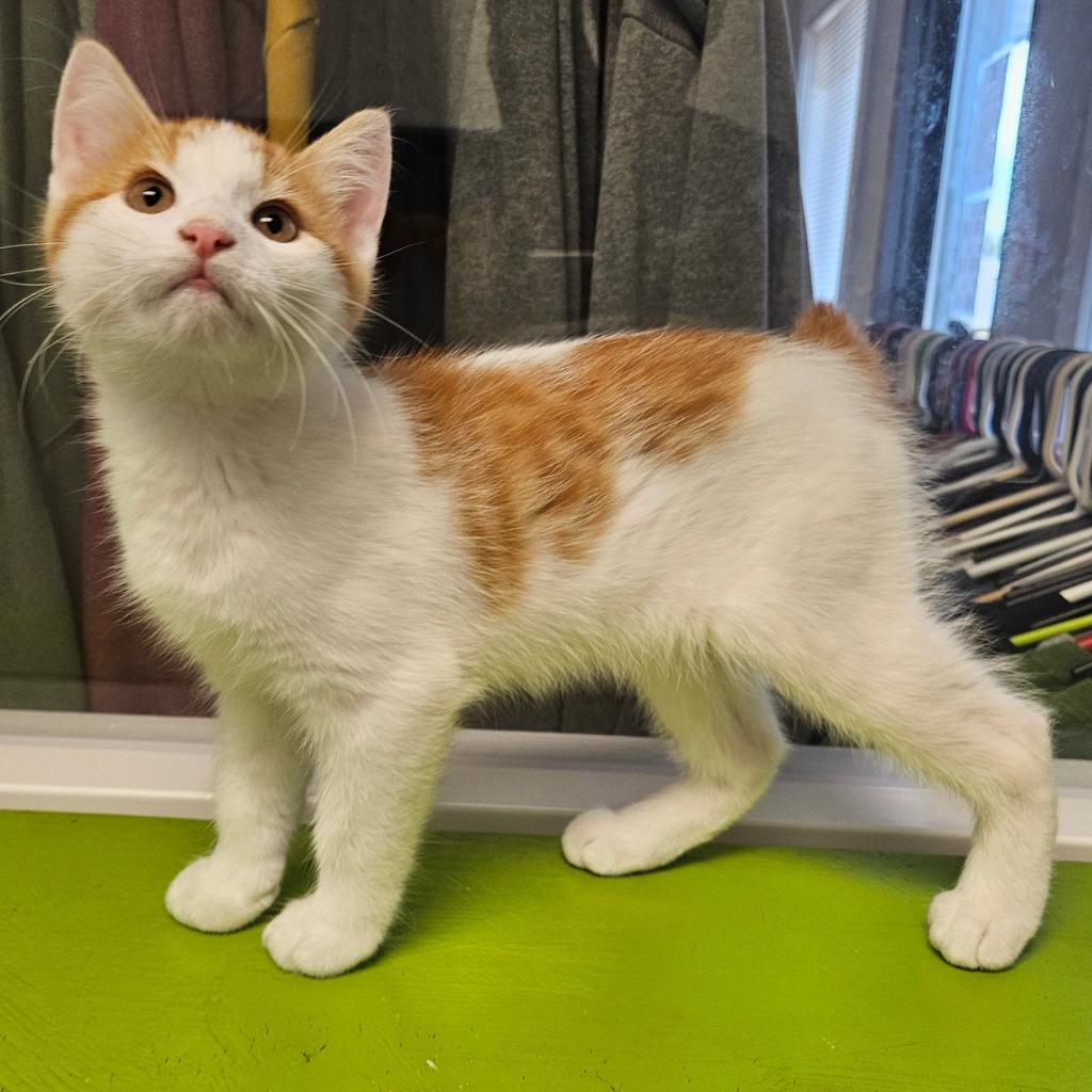 Enlarge Chuckie, a Adoptable mixed breed in Barron, WI image 4/6