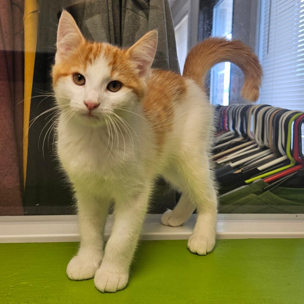 Enlarge Chuckie, a Adoptable mixed breed in Barron, WI image 5/6
