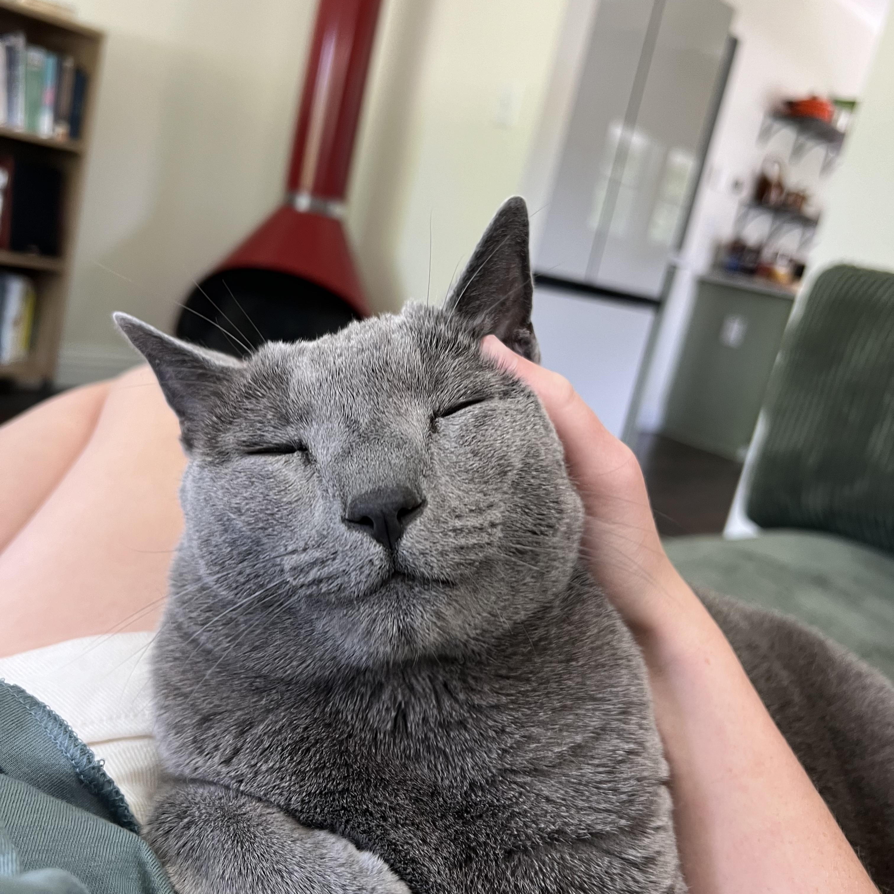 Seuss, an adopted Russian Blue in South Elgin, IL image 2/4