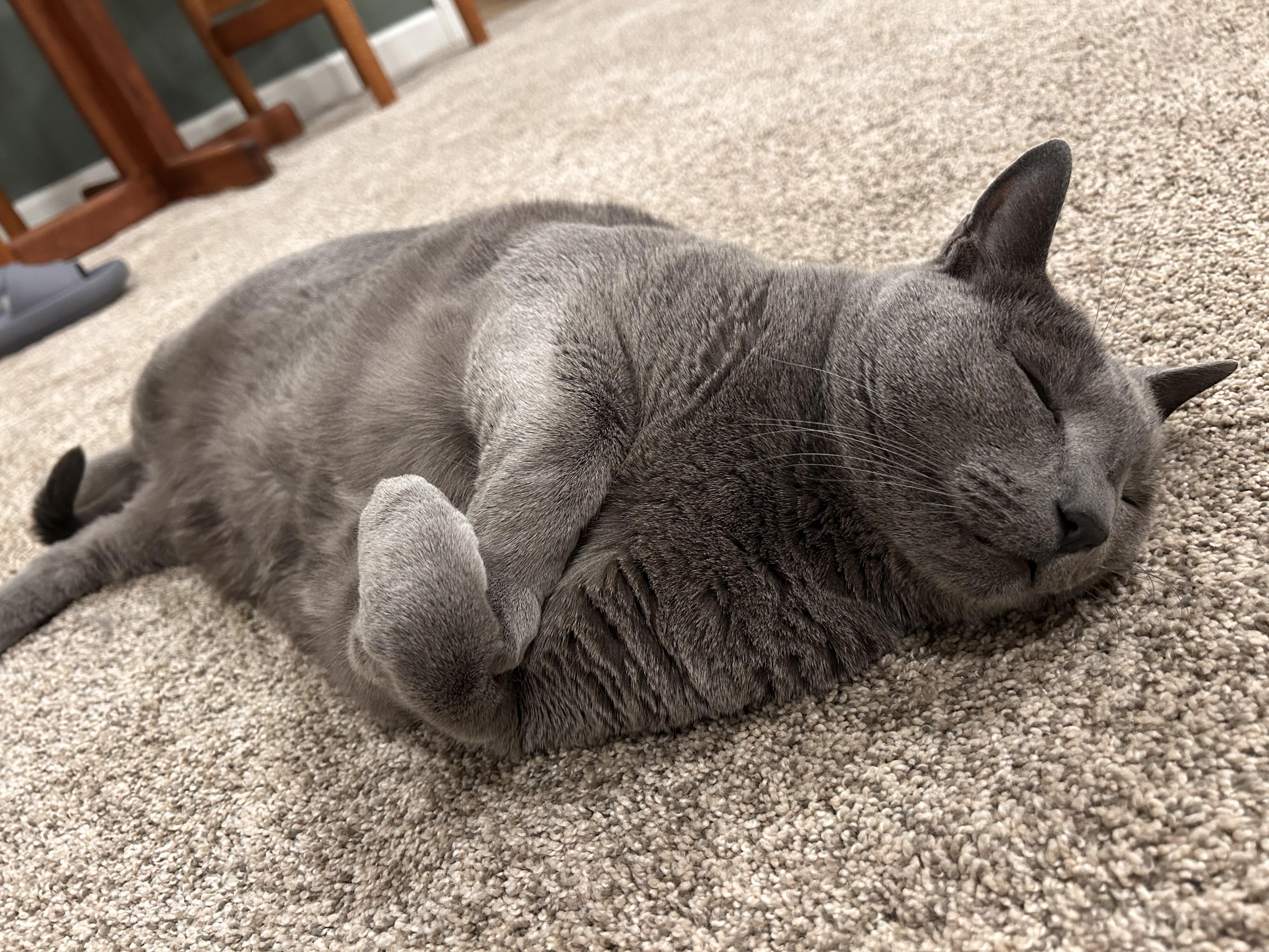 Seuss, an adopted Russian Blue in South Elgin, IL image 3/4