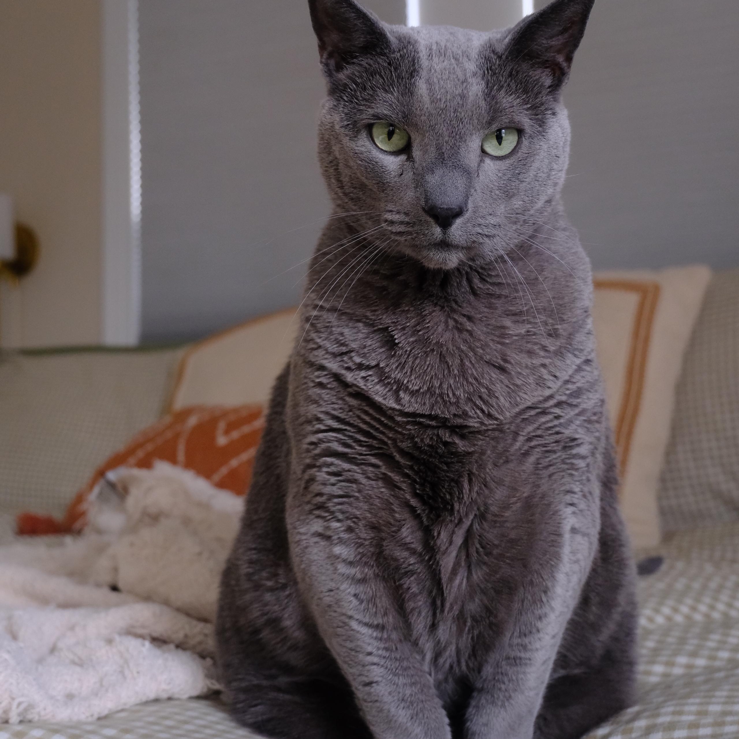Seuss, adopted, Adult Male Russian Blue.