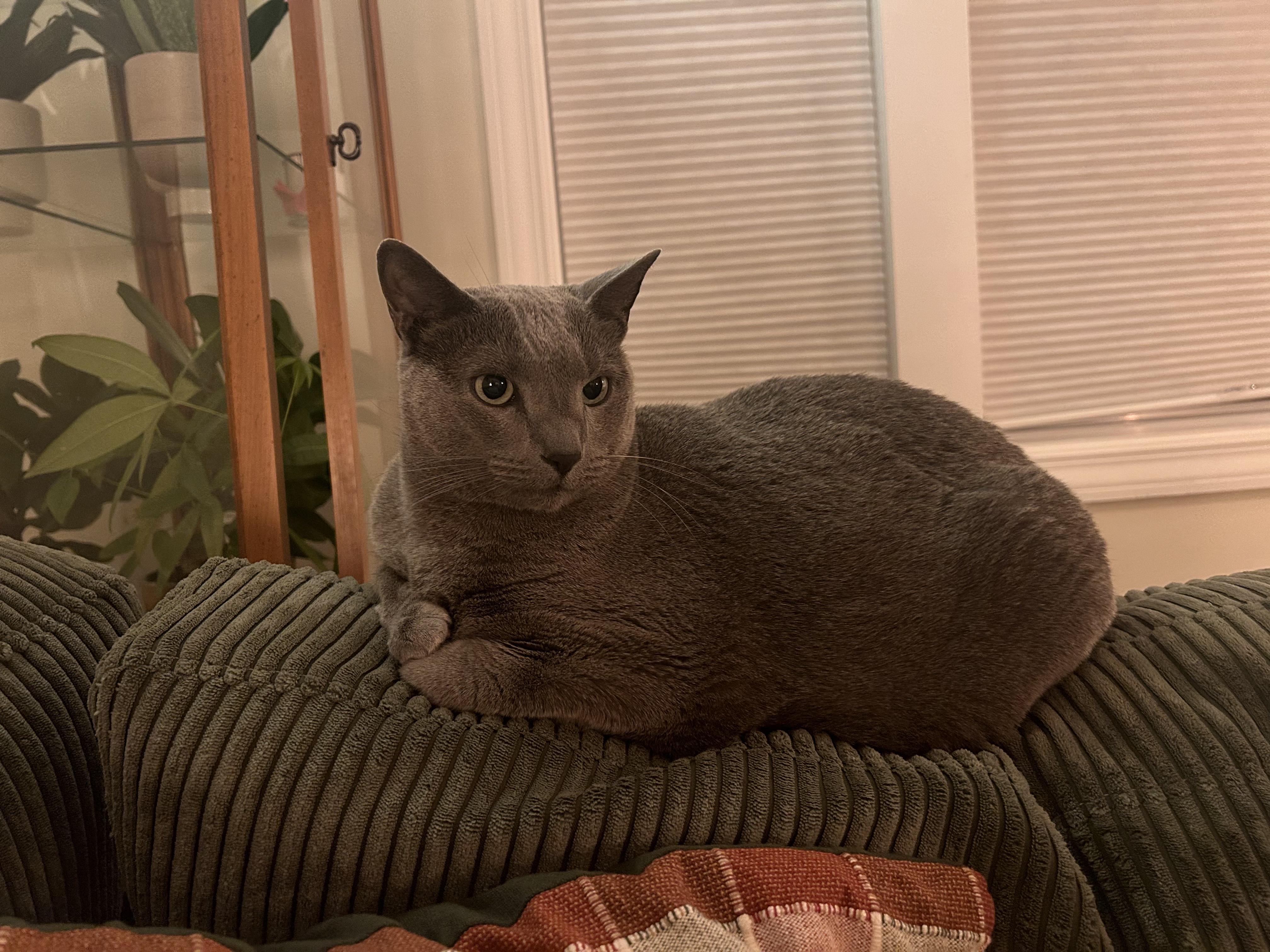 Seuss, an adopted Russian Blue in South Elgin, IL image 4/4