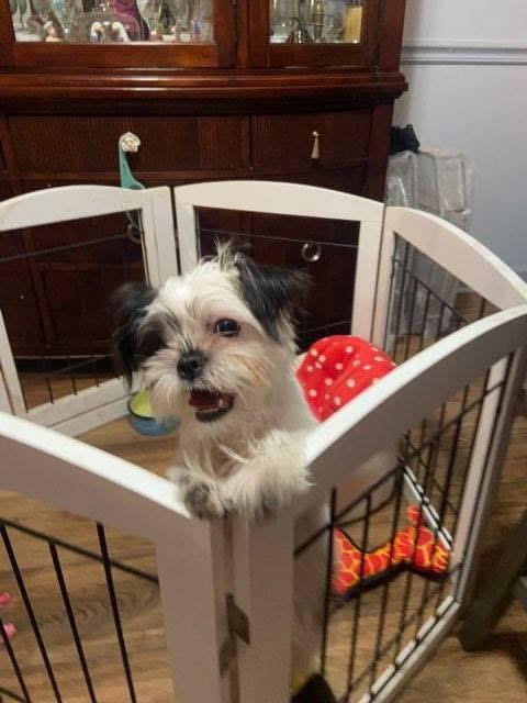 Pixie, ADOPTABLE, Puppy Female Yorkshire Terrier & Shih Tzu.