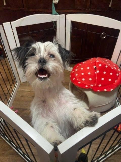 Enlarge Pixie, a ADOPTABLE mixed breed in Elkton, MD image 2/4