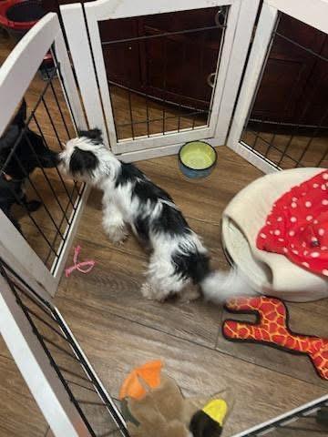 Enlarge Pixie, a ADOPTABLE mixed breed in Elkton, MD image 3/4