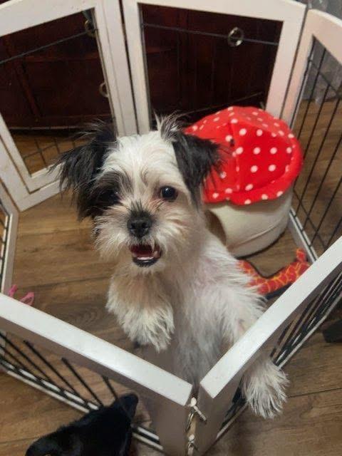 Enlarge Pixie, a ADOPTABLE mixed breed in Elkton, MD image 4/4