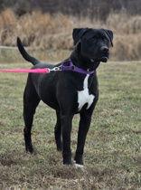 Chase, Adoptable, Adult Male Labrador Retriever.