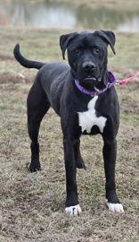 Enlarge Chase, a Adoptable Labrador Retriever in Oskaloosa, IA image 2/2