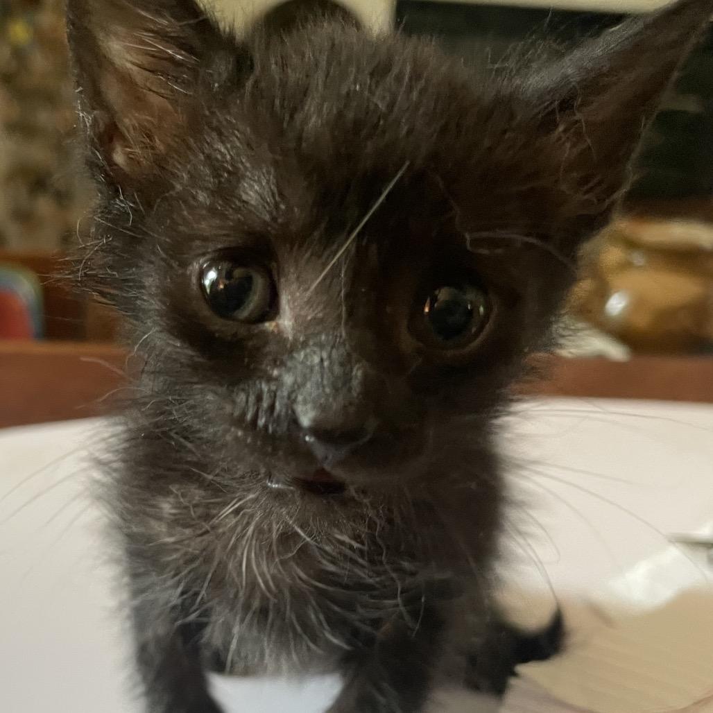 Perla Mouse-TL, Adoptable, Kitten Female Domestic Short Hair.