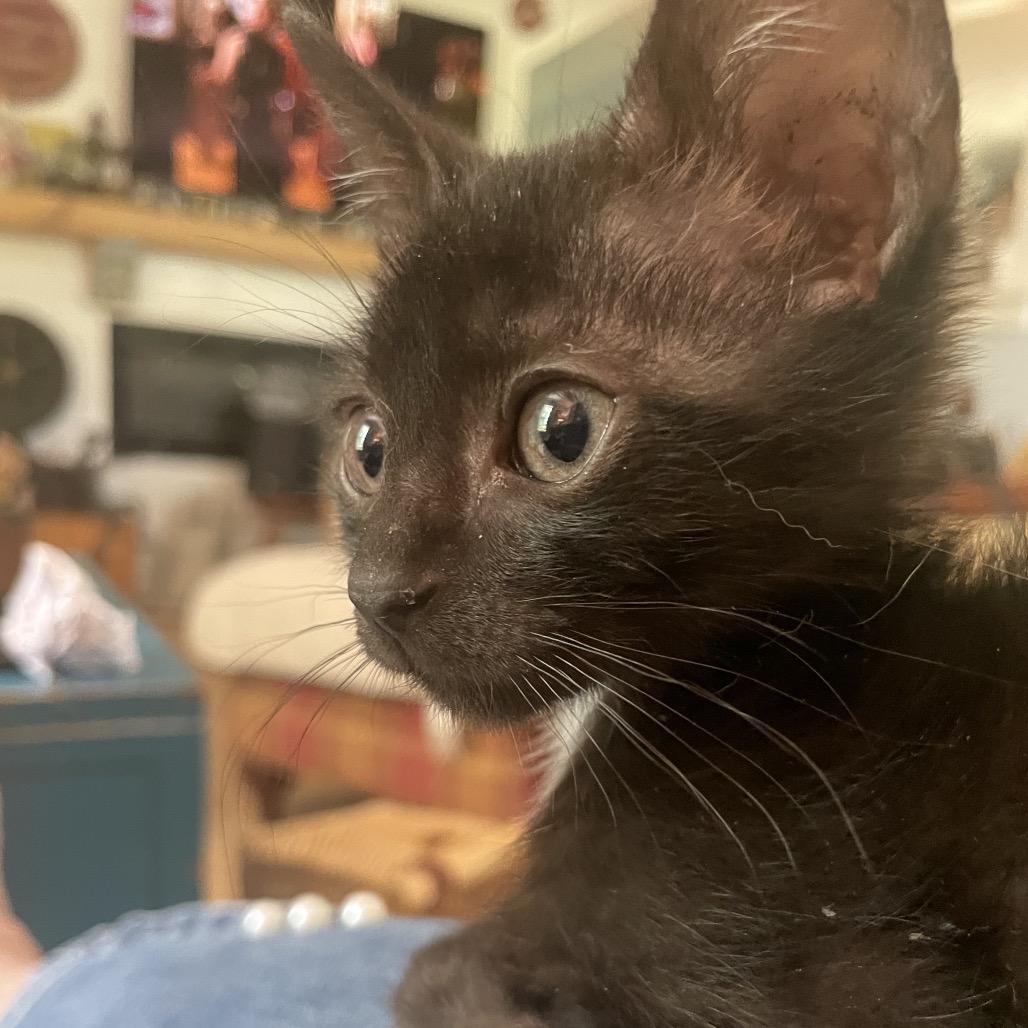 Perla Mouse-TL, a Adoptable Domestic Short Hair in Tallahassee, FL image 2/6