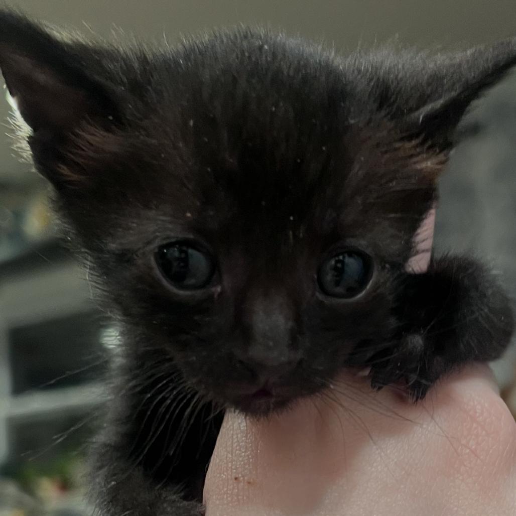 Perla Mouse-TL, a Adoptable Domestic Short Hair in Tallahassee, FL image 3/6