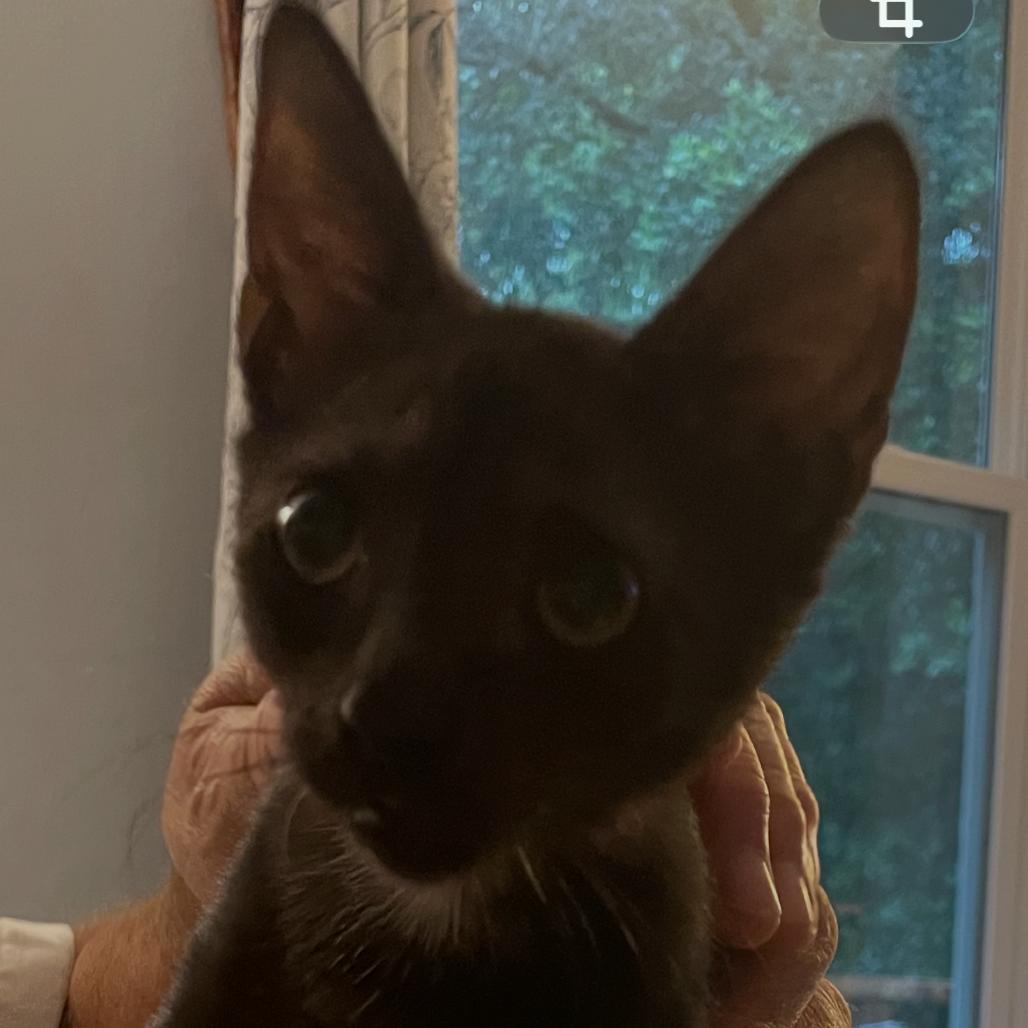 Perla Mouse-TL, a Adoptable Domestic Short Hair in Tallahassee, FL image 4/6
