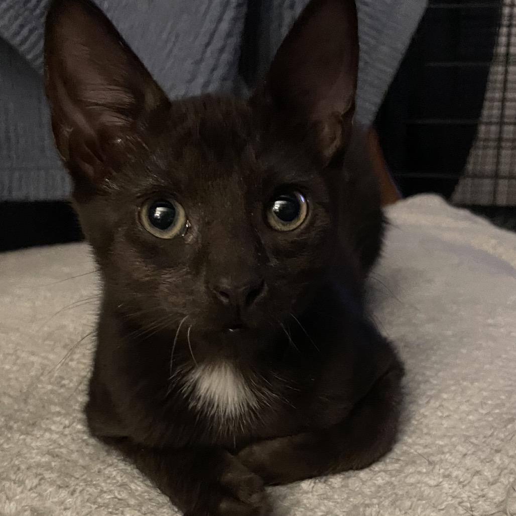 Perla Mouse-TL, a Adoptable Domestic Short Hair in Tallahassee, FL image 5/6