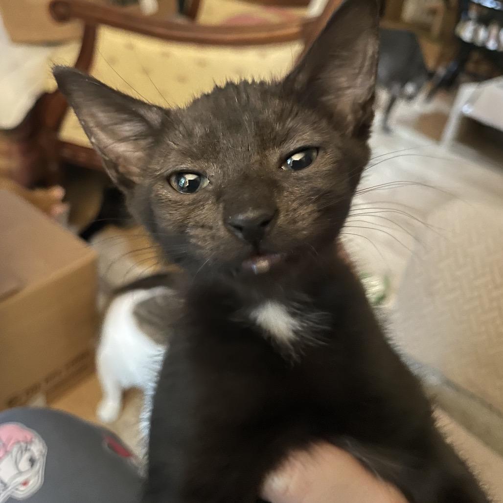 Perla Mouse-TL, a Adoptable Domestic Short Hair in Tallahassee, FL image 6/6