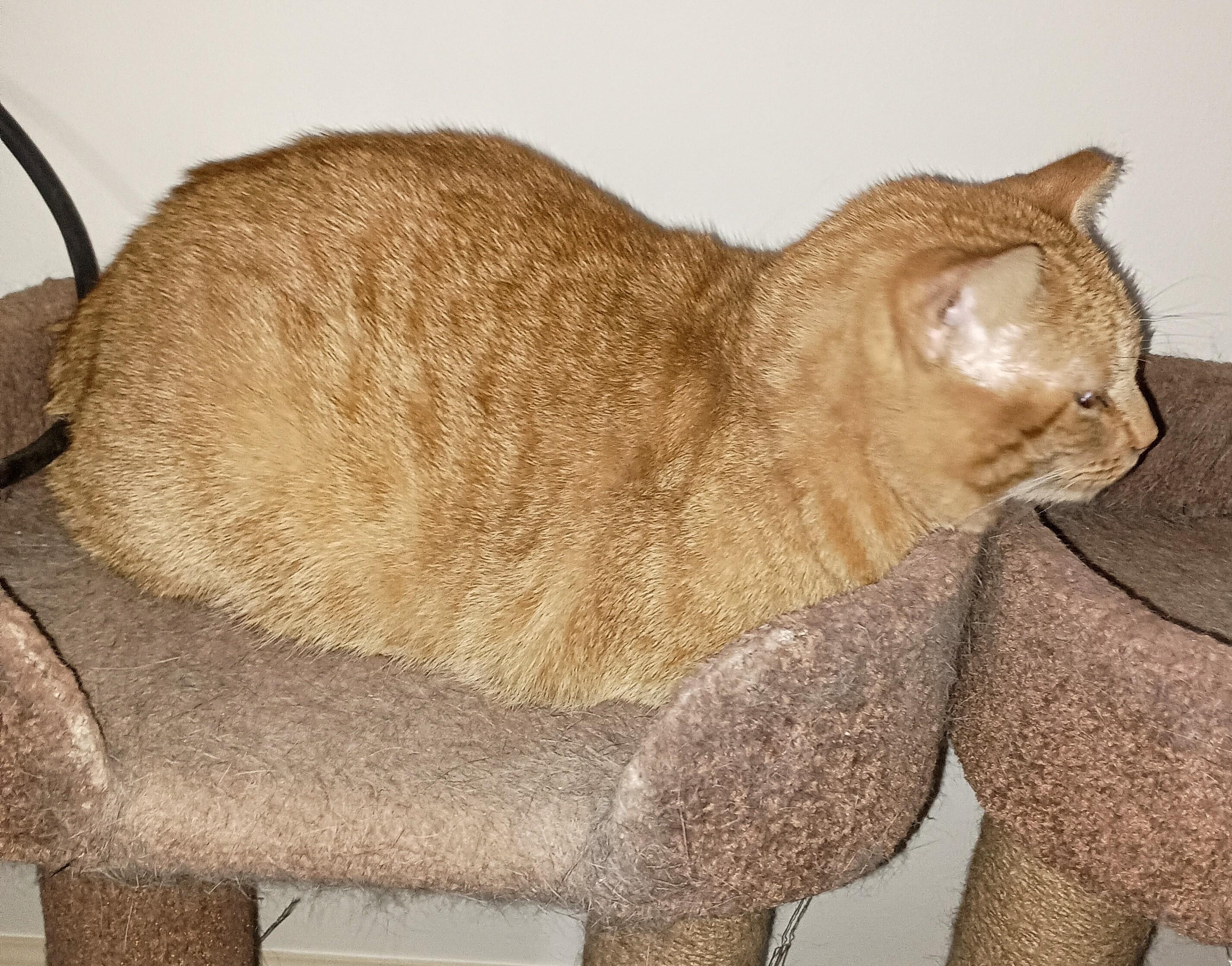 Enlarge Chester, a ADOPTABLE Domestic Short Hair in Ridgeland, MS image 3/3