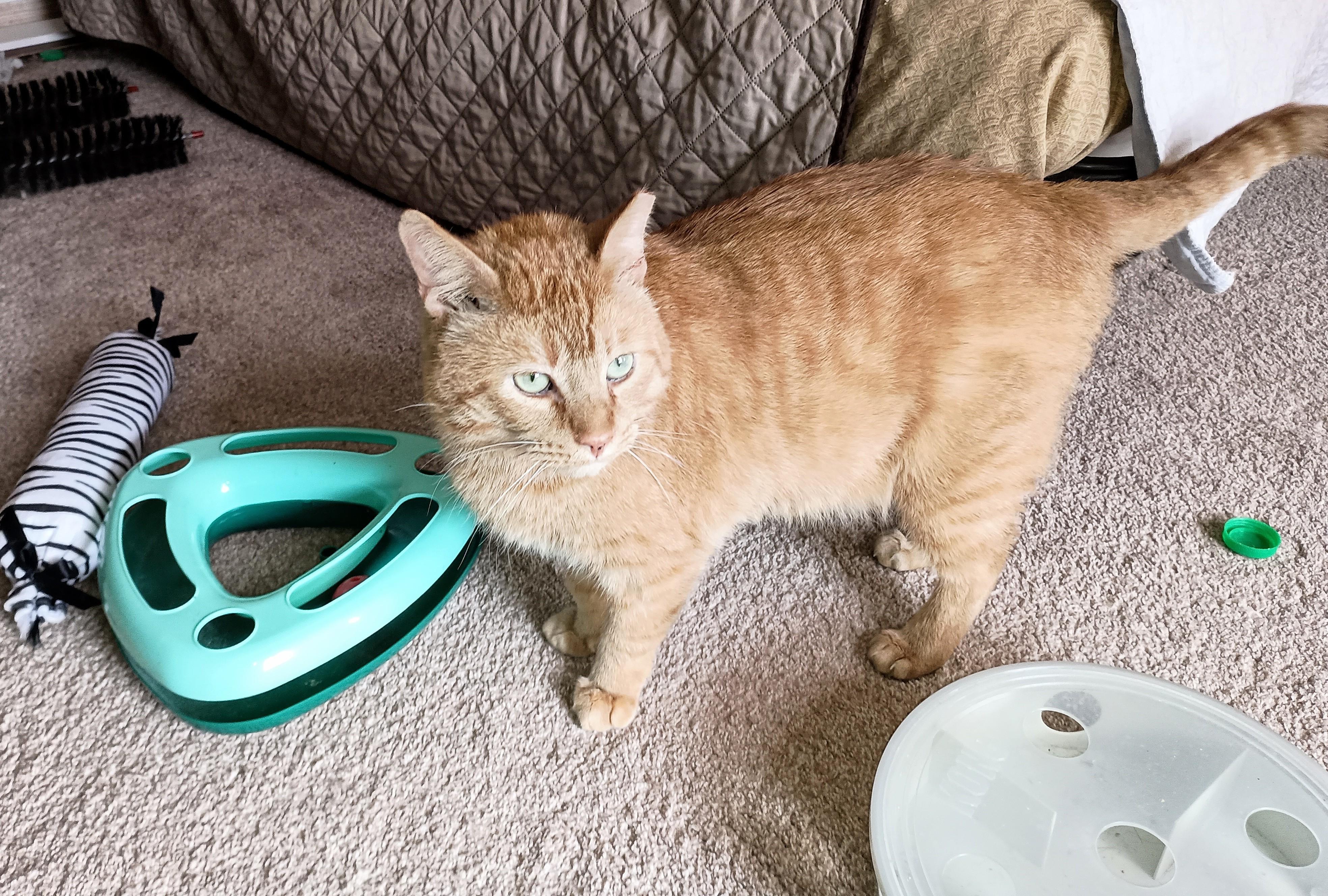 Enlarge Chester, a ADOPTABLE Domestic Short Hair in Ridgeland, MS image 2/3