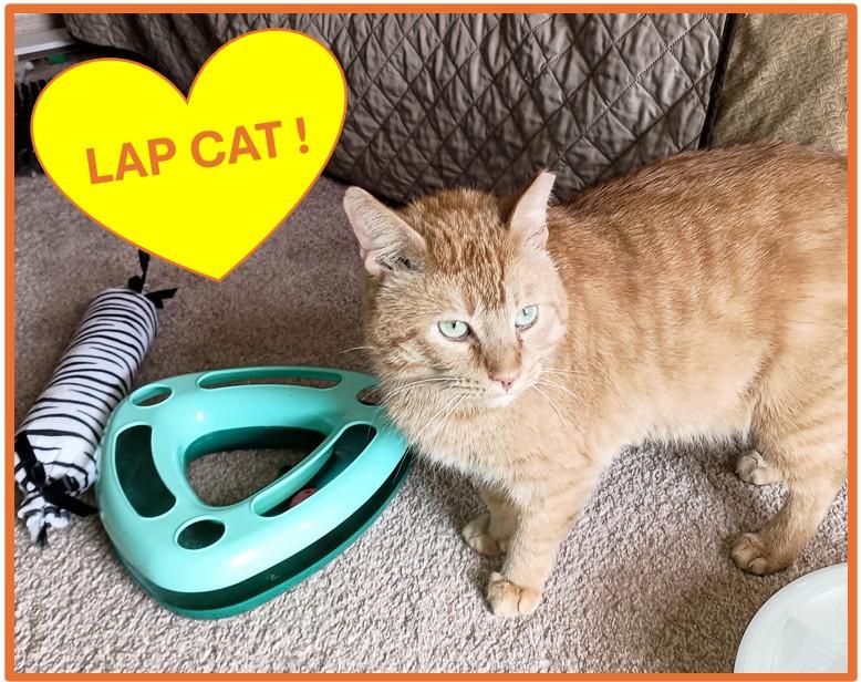 Chester, ADOPTABLE, Adult Male Domestic Short Hair.