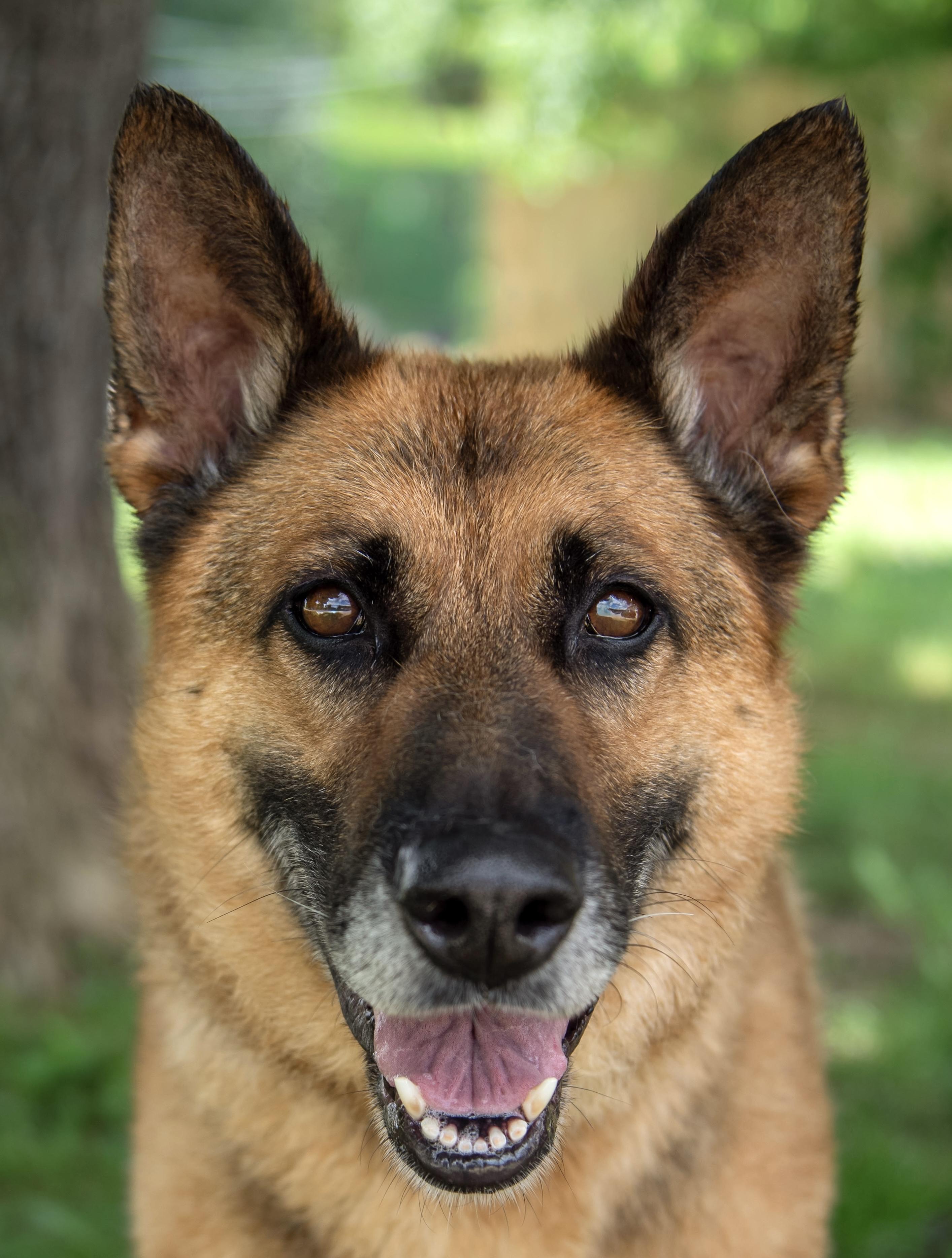 Enlarge Leela, a Adoptable German Shepherd Dog in DuPont, PA image 3/3