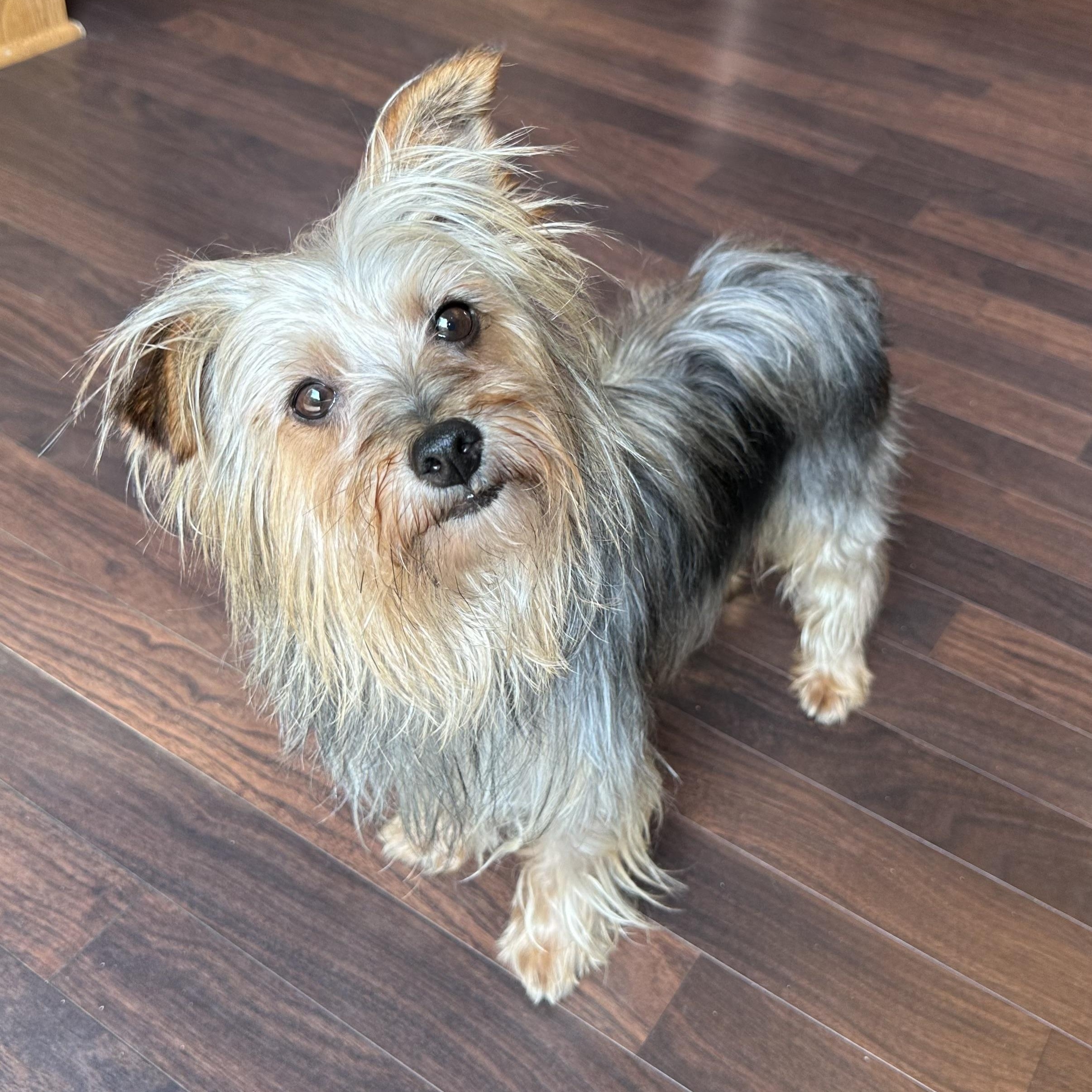 Ovo-Foster Home Needed