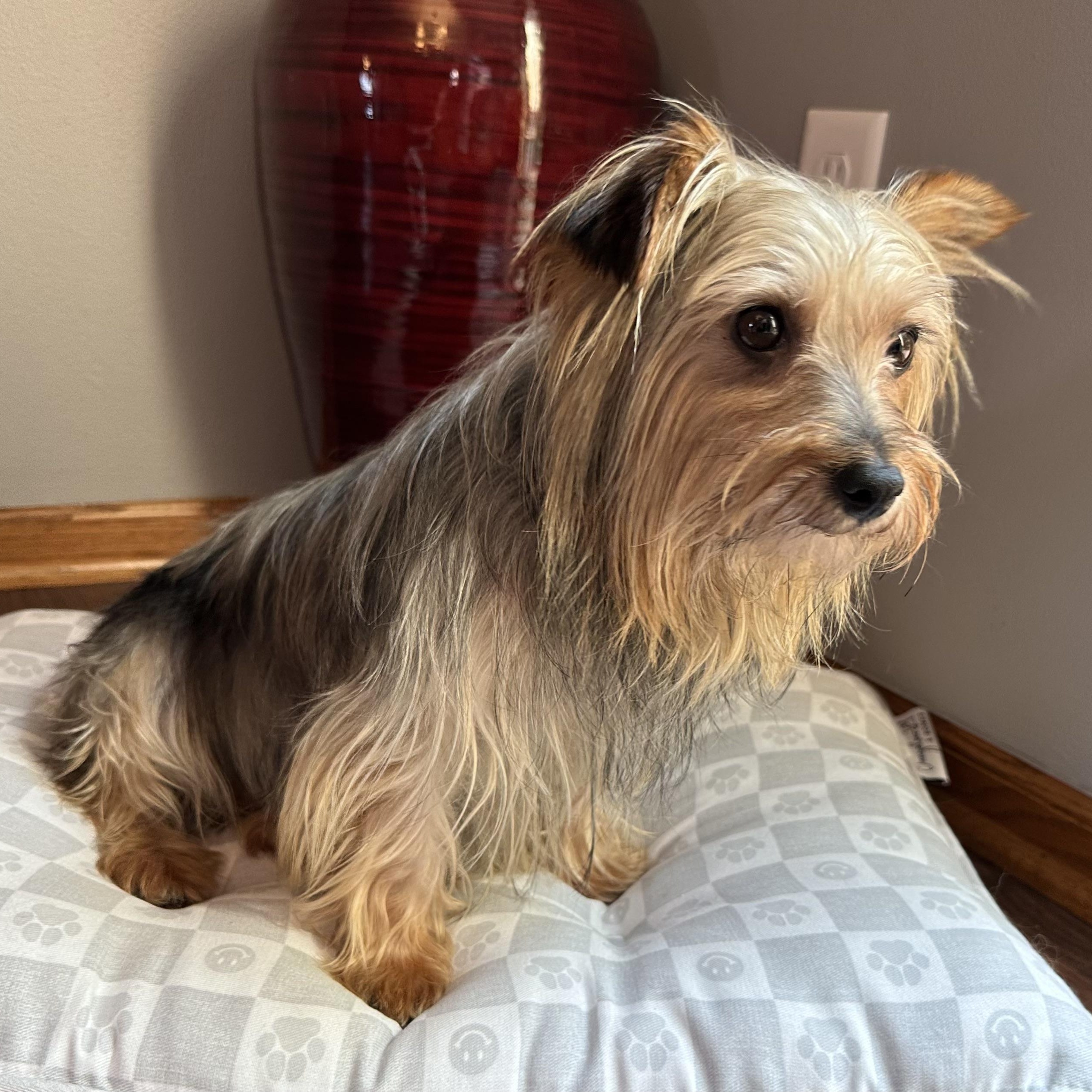 Ovo-Foster Home Needed