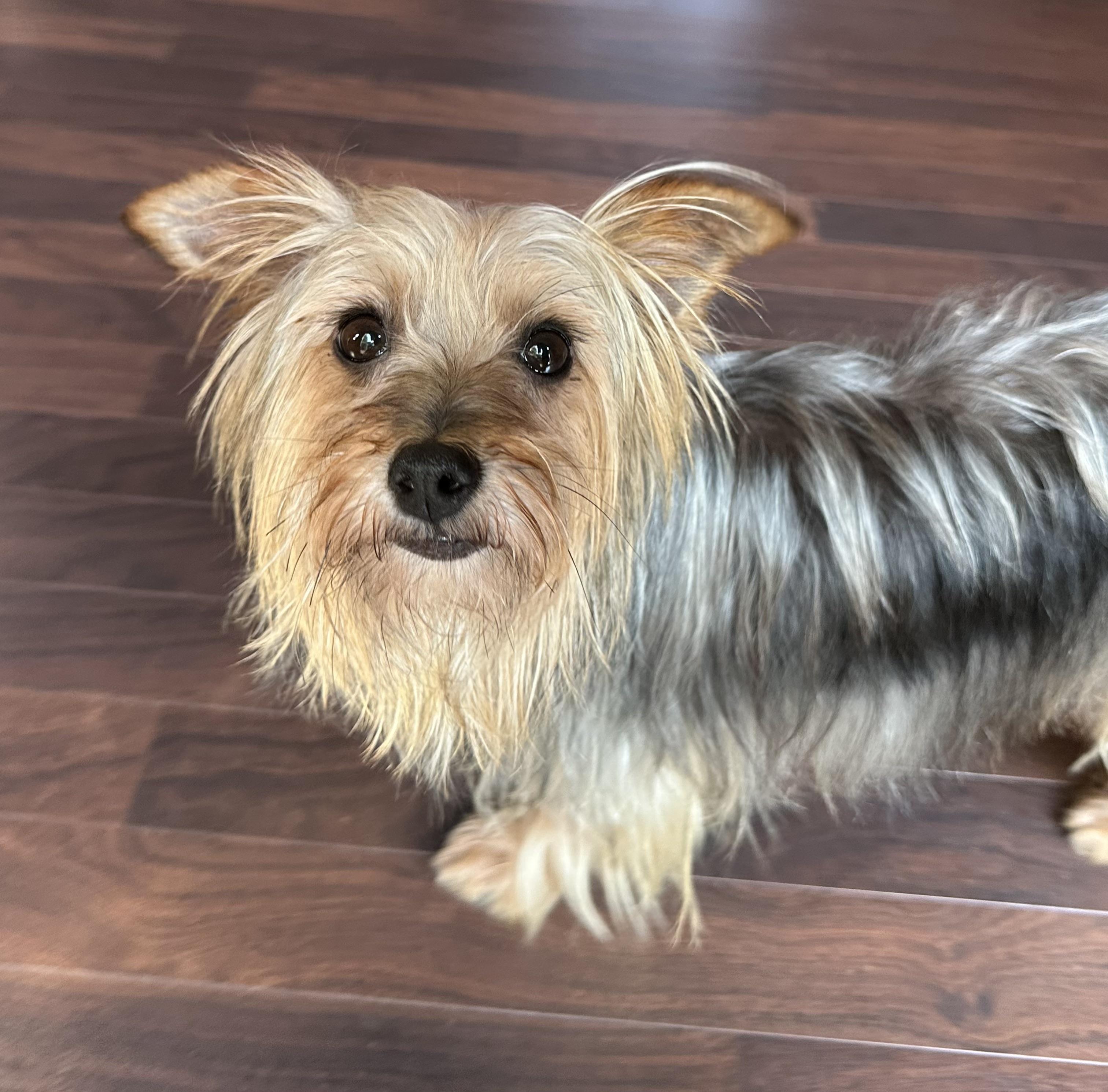 Ovo-Foster Home Needed