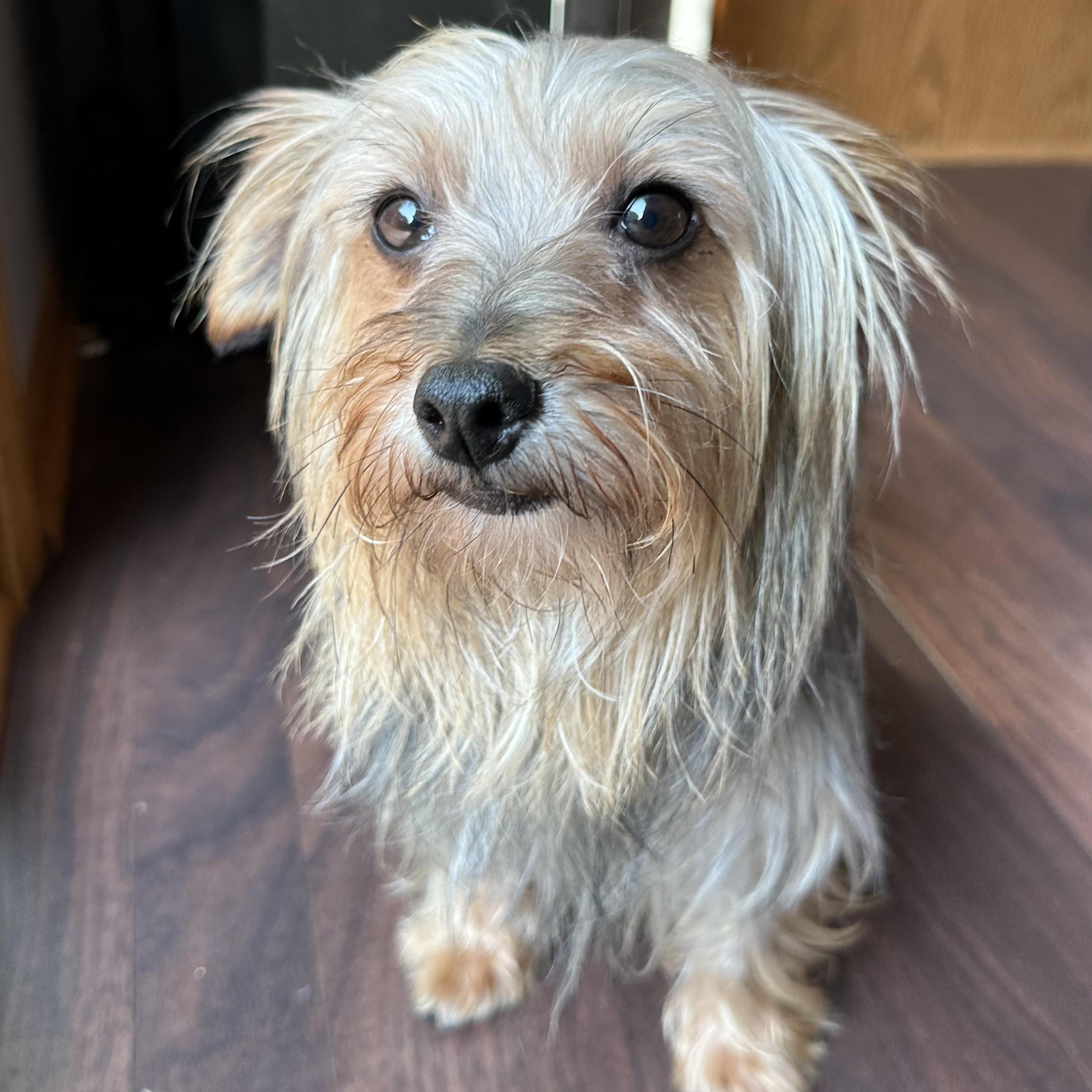 Ovo-Foster Home Needed