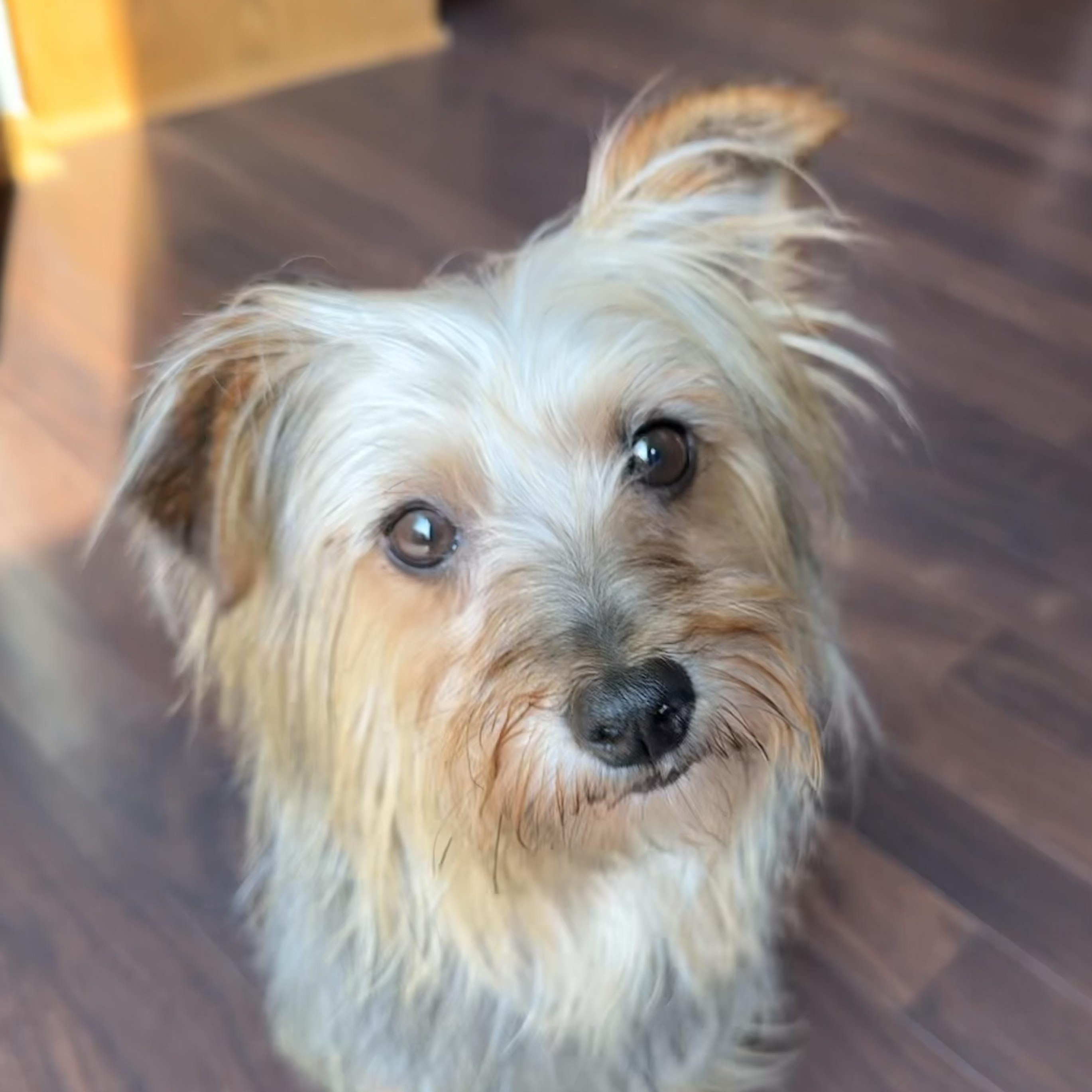 Ovo-Foster Home Needed
