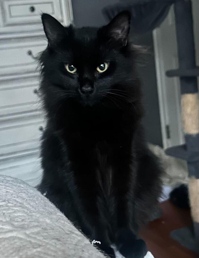 Gizmo, Adoptable, Young Female Domestic Long Hair.