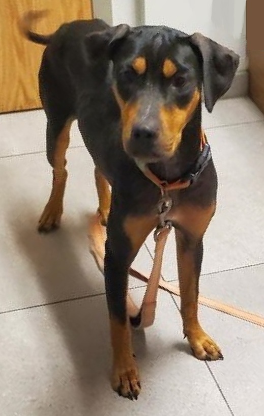 Roxy, a Adoptable mixed breed in North Fort Myers, FL image 1/3