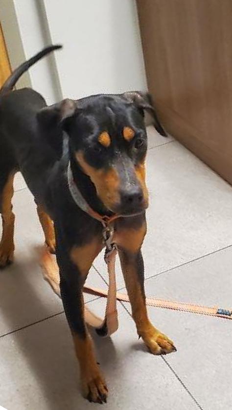 Roxy, a Adoptable mixed breed in North Fort Myers, FL image 2/3