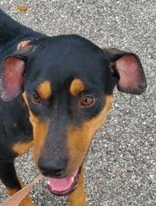 Roxy, a Adoptable mixed breed in North Fort Myers, FL image 3/3