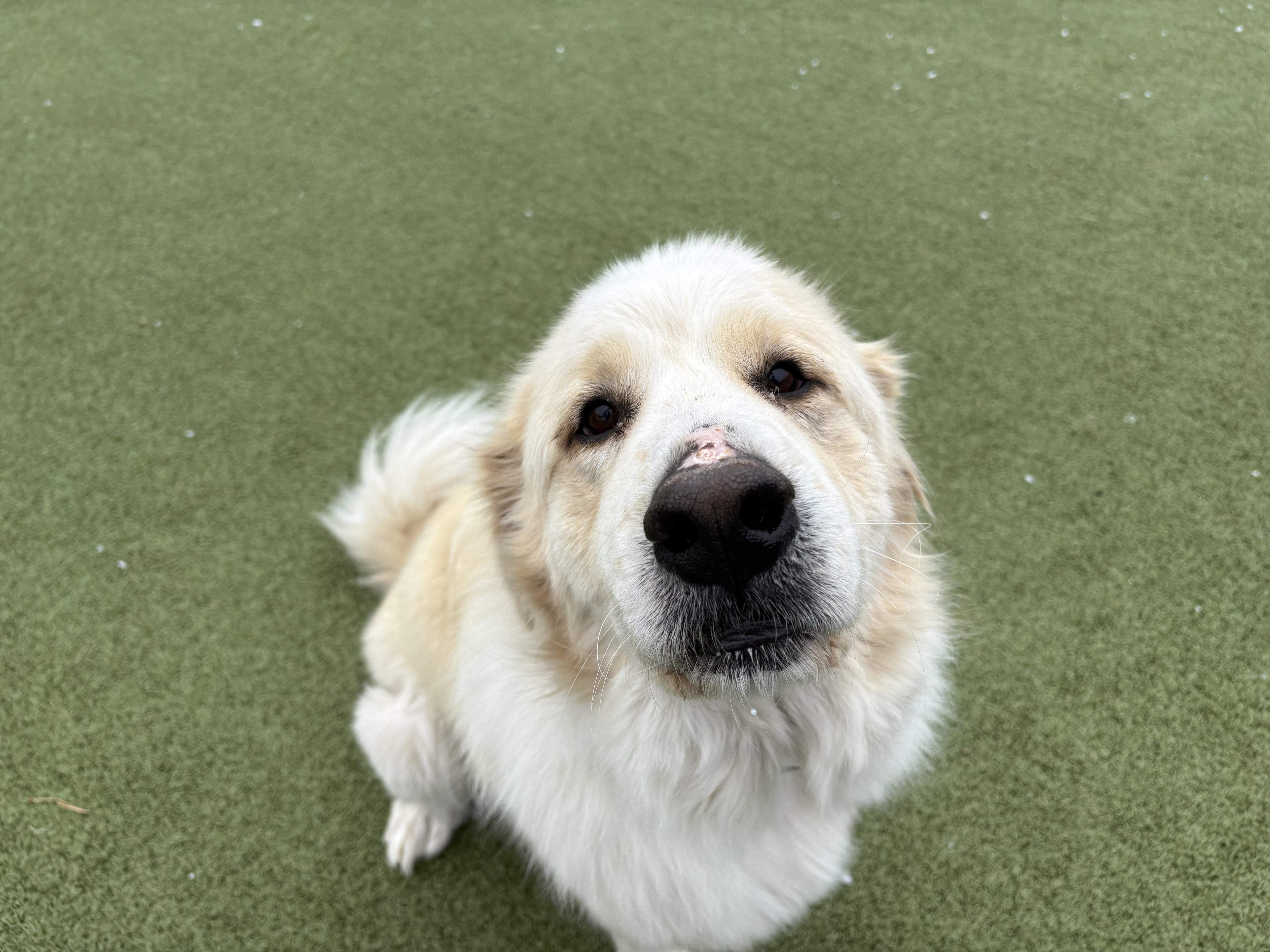 Enlarge Angus, an adoptable Great Pyrenees in Hays, KS image 3/6