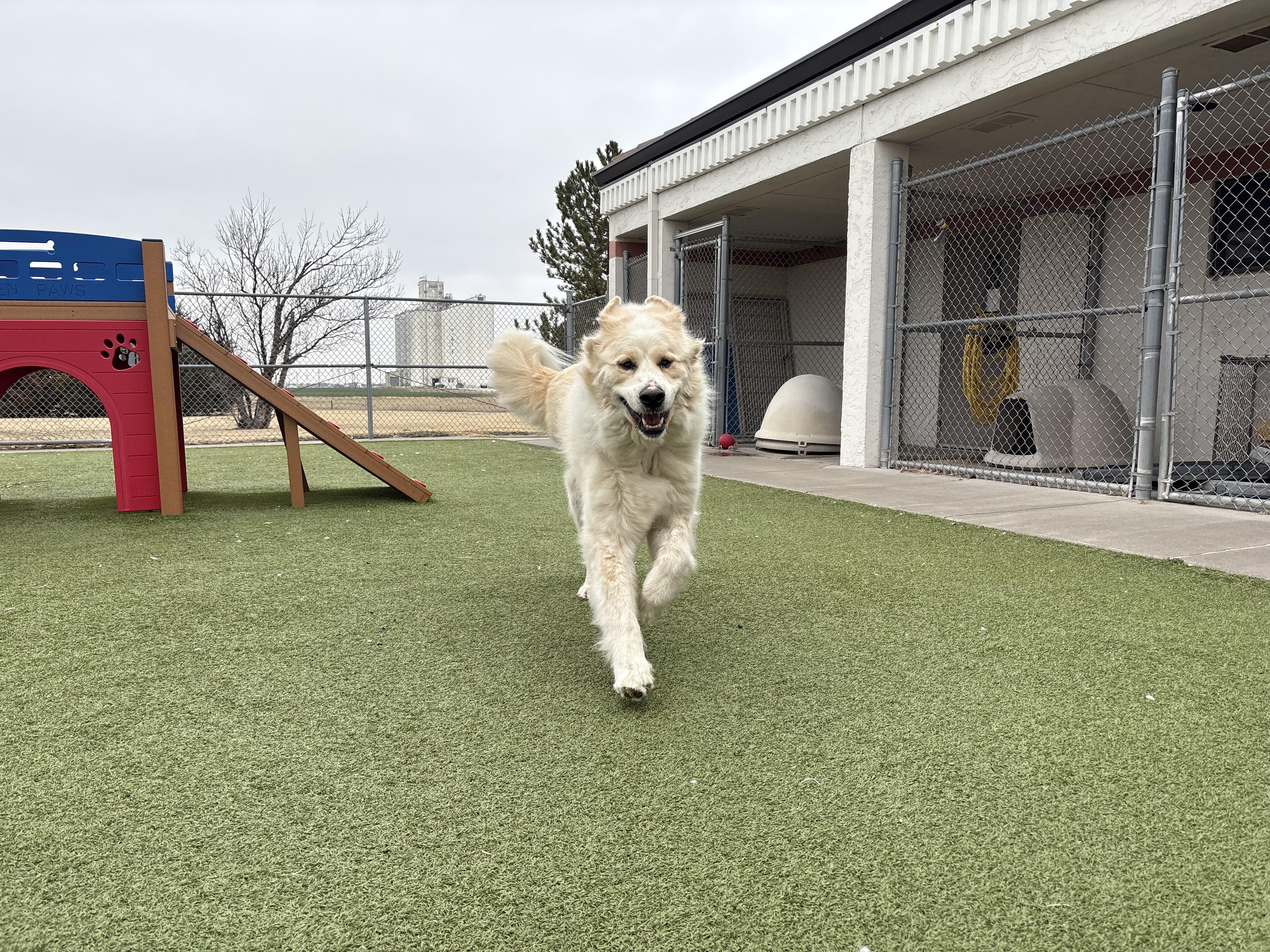 Enlarge Angus, an adoptable Great Pyrenees in Hays, KS image 2/6