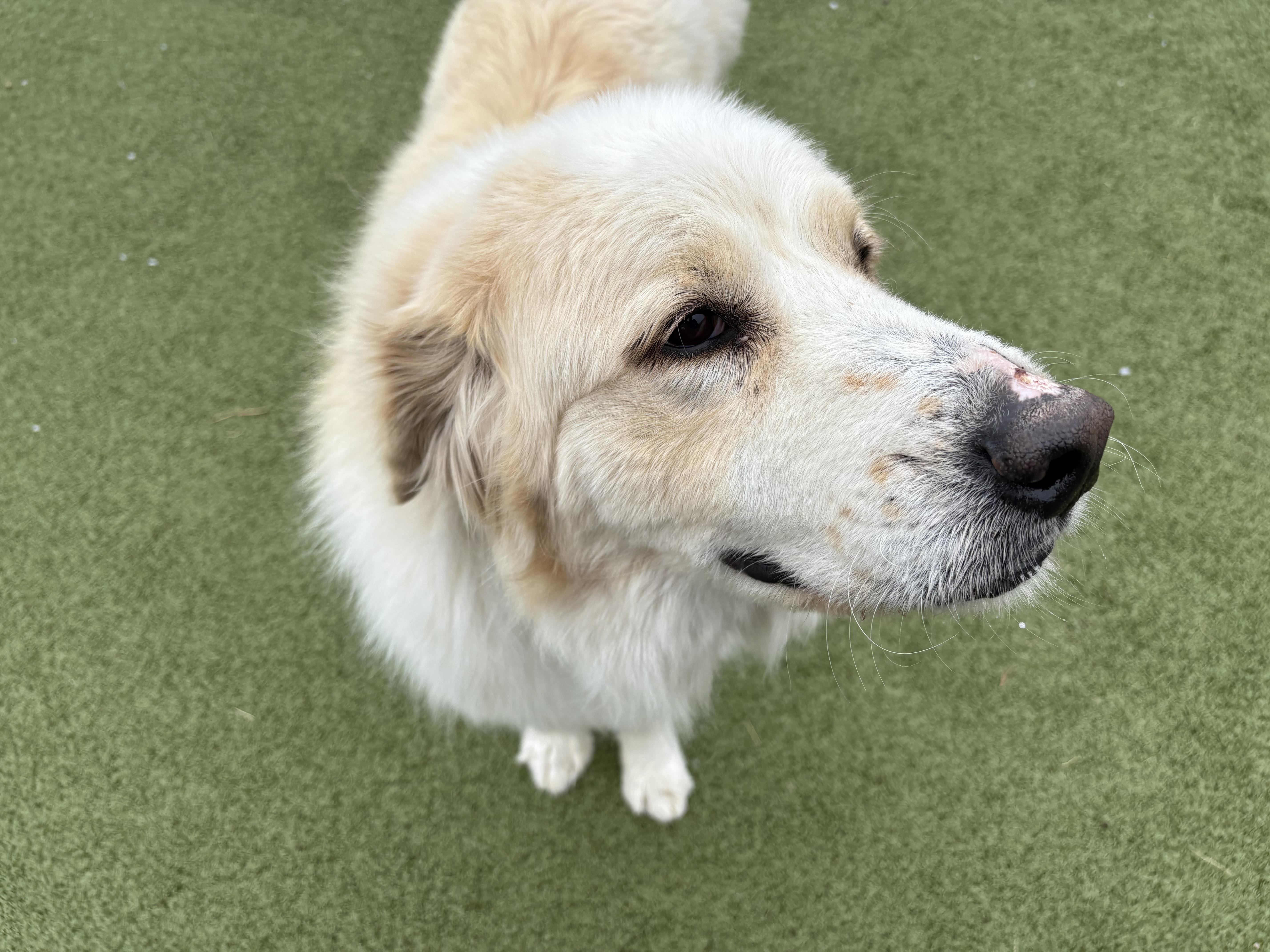 Enlarge Angus, an adoptable Great Pyrenees in Hays, KS image 4/6